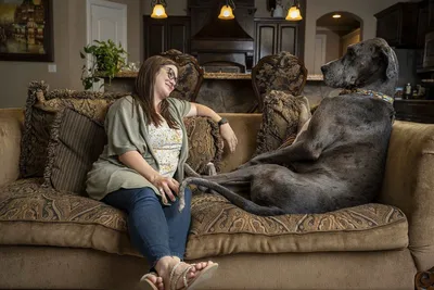 Немецкий дог Зевс: самый высокий пёс в мире (104,6 см) - KnowHow