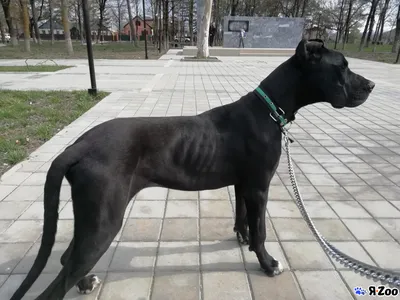 Немецкий дог черный — продажа щенка в Абинске за 40000 ₽ на ZooYa.ru