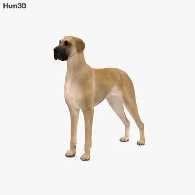С анимацией Немецкий дог 3D модель - Животные на Hum3D