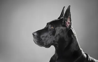 Обои черный, собака, профиль, порода, немецкий дог картинки на рабочий  стол, раздел собаки - скачать