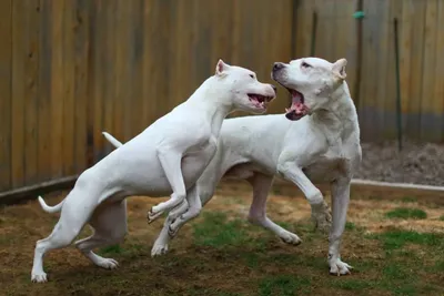 Аргентинский дог: Собака, что способна догнать пуму и сражаться с ней. Этот  пёс настолько суров, что запрещён в 10 странах | Пикабу