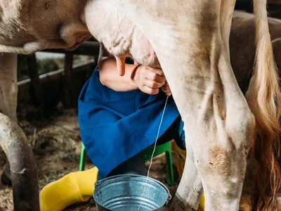 Смазывать ли соски у коров после дойки. | Жизнь в селе Тулата | Дзен