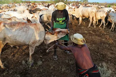 Купить средства для обработки вымени коров до и после доения | Бионит