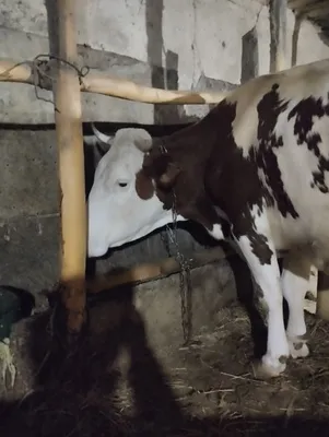 Гости кировского стенда на ВДНХ будут доить муляж коровы - Новости Кирова и  Кировской области
