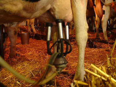 Продам корову апаратна дойка: 30 000 грн. - Сельхоз животные Смела на Olx