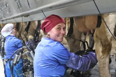 Доение коров в домашних условиях: технология, видео | Домашняя ферма