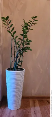 Выращиваем замиокулькас (долларовое дерево): посадка, уход, размножение.  Фото