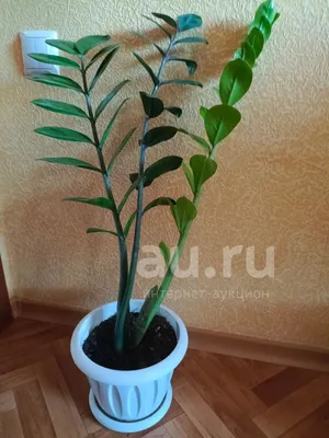 Замиокулькас (долларовое дерево) 2 — купить в Красноярске. Горшечные  растения и комнатные цветы на интернет-аукционе Au.ru