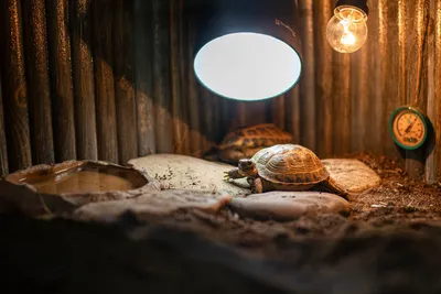 1 шт., домик-домик в виде черепахи для украшения аквариума | AliExpress