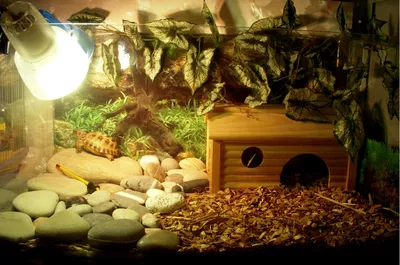 Домик для сухопутной черепахи от SimpleZoo малый, 200х150х120 мм, фанера  цена от 529 руб. с доставкой по Москве – купить в интернет-магазине Dino Zoo