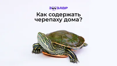 Купить DIY новый цветочный горшок сад бонсай морская черепаха кукольный  домик декор миниатюра 10 шт. | Joom