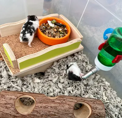 DIY - Coconut Hamster House - YouTube