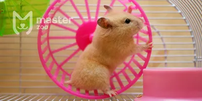 Stairway (bridge) for the hamster with your hands - YouTube