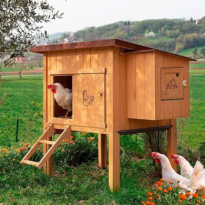 Деревянный домик для кур CAGE HEN HOUSE 30, 162 x 100 x h 110 cm купить 🐾  BiZOOn