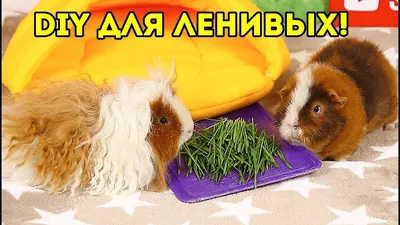 DIY: МОСТИК ДОМИК АРКА для морской свинки СВОИМИ РУКАМИ! Самый ЛЕНИВЫЙ  СПОСОБ от SvinkiShow - YouTube