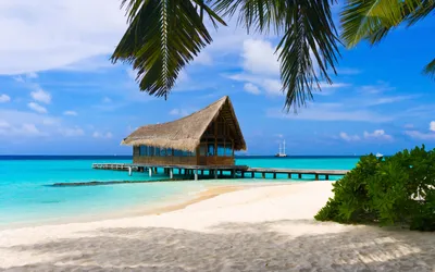 Фото Доминикана остров пальмы - бесплатные картинки на Fonwall