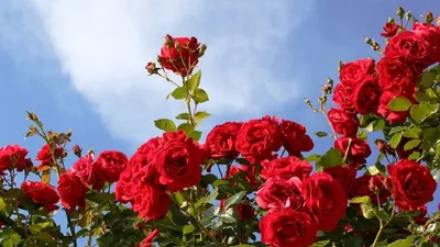 Донецк - город двух миллионов роз