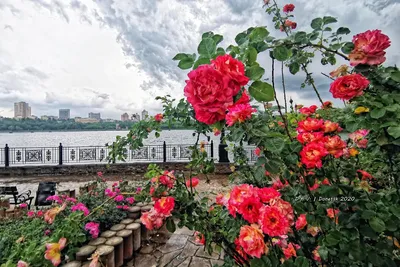 В Донецке показали цветение роз: фото – Східний варіант