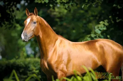 Донская лошадь фото