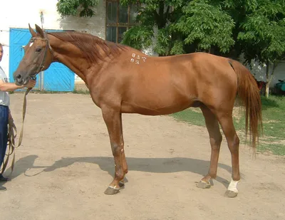 Донская лошадь фотографии