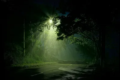 Обои ночь, дорога, фонарь, лес, деревья, кусты, растения, москва, россия на  рабочий стол