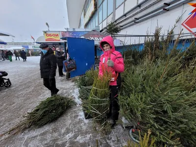 Цена зависит не только от высоты, надо еще на пушистость смотреть»: какие  цены на елочном базаре в центре Минска - KP.RU