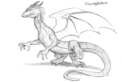 Как нарисовать дракона | DRAWINGFORALL.RU