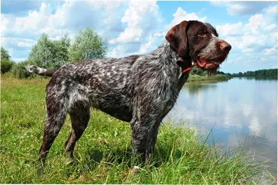 Дратхаар: все о 🐕 собак, характер, содержание, дрессировка, уход