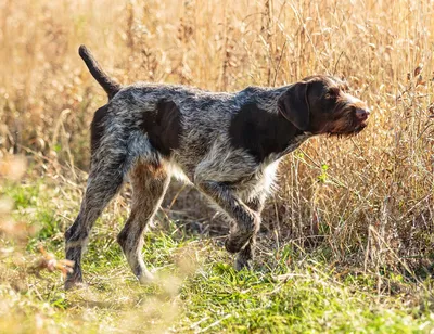Дратхаар – идеальная собака для охоты | Собаки | Dogsacademy.ru | Дзен