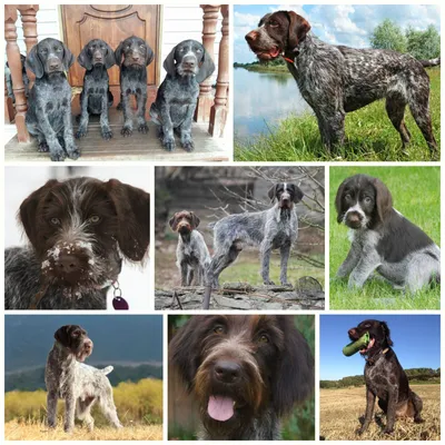 Дратхаар: фото, полное описание породы и характеристики собаки