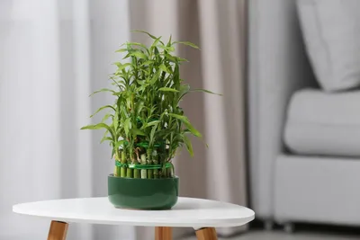 Драцена Сандера, или «бамбук счастья». Уход в домашних условиях. Фото —  Ботаничка