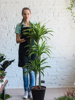 Драцена душистая «ЛЕМОН ЛАЙМ» - Botanic Craft | Цветы и растения в  Хабаровске