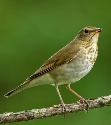 Птица дрозд - 110 фото и видео, образ жизни и среда обитания дрозда