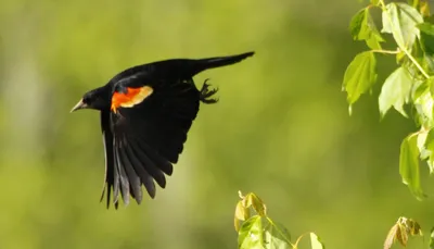 картинки : Черный дрозд, клюв, Красный крылатый черный дрозд, крыло, перо,  растение, Дикая природа, Птица-птица 2974x1706 - dmgilfilen - 1620195 -  красивые картинки - PxHere