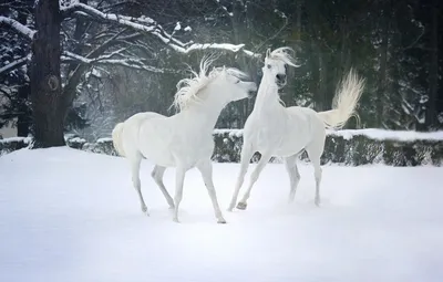 Обои зима, лес, снег, деревья, природа, настроение, две, кони, лошади,  пара, белые, друзья, резвятся, два коня картинки на рабочий стол, раздел  животные - скачать