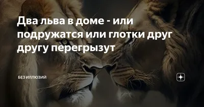 Два льва сбежали из контейнеров при перевозке в аэропорту Сингапура |  Ветеринария и жизнь