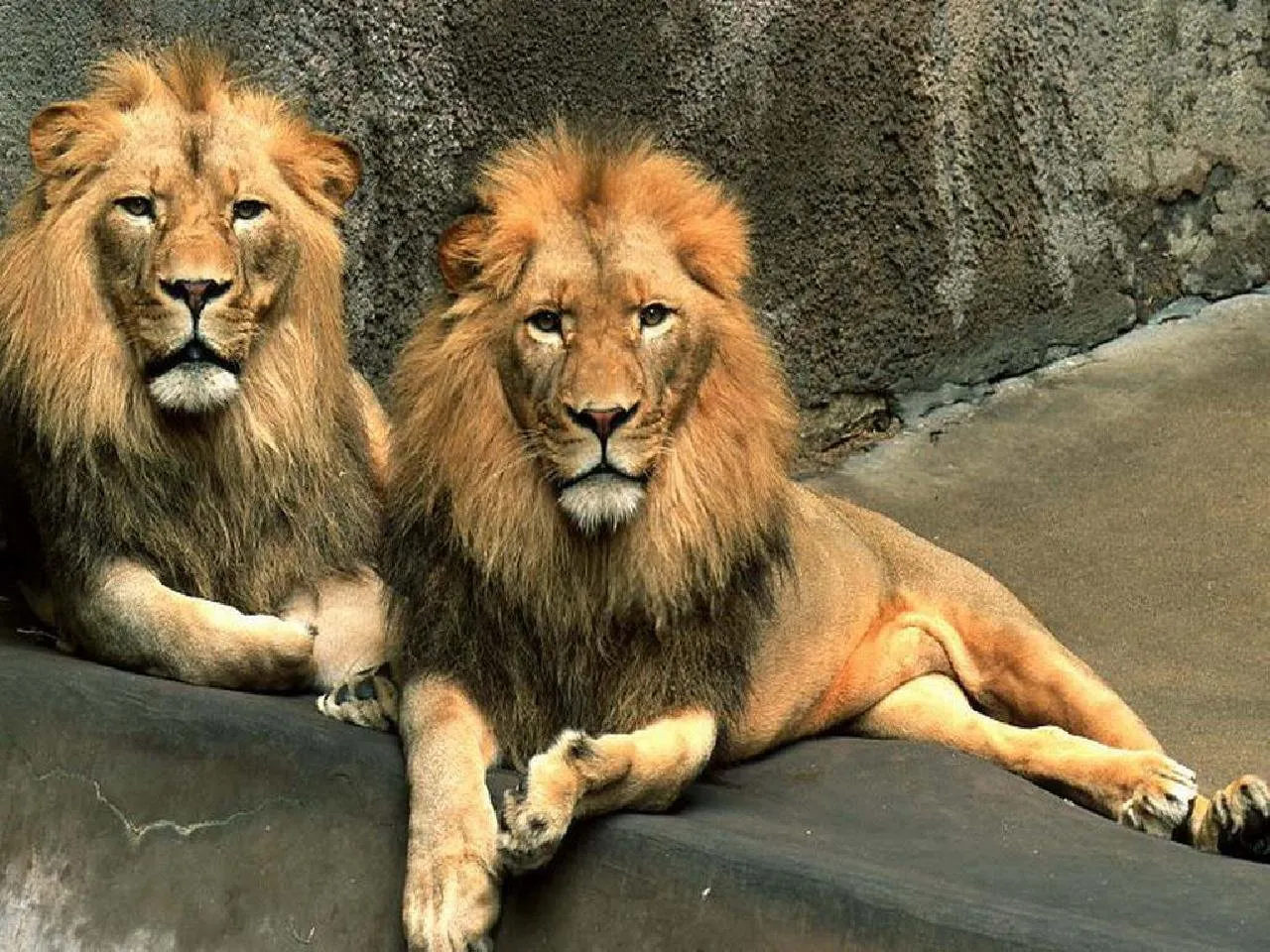 Лева 2 часа. Лев. 2 Льва. Львы братья. Два Льва фото.