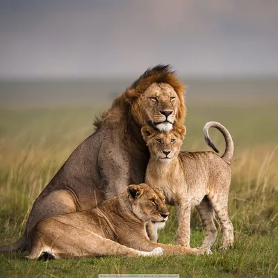 Лев (лат. Panthera leo), фотографии львов