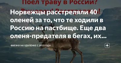 Двух оленей, застрявших на льду реки Лена, спасли инспекторы Киренского  охотнадзора - 13 апреля 2023 - ircity.ru