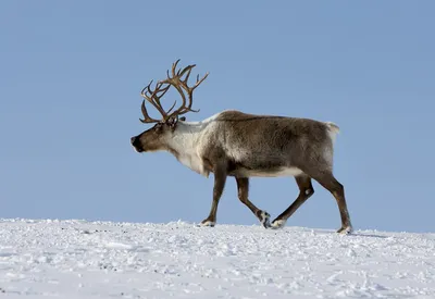 Два Оленя Белая Лань Дама Дама Красивыми Рогами Грызет Ветку стоковое фото  ©zoltanlemberg 407595830