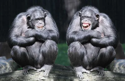 Две обезьяны фото