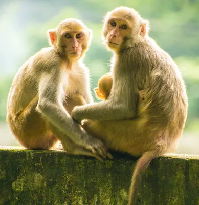 Две смешные крутые обезьяны в …» — создано в Шедевруме