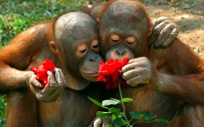 Две обезьяны орангутан едят торт, …» — создано в Шедевруме