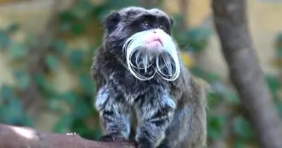 В ногу с прогрессом: обезьянки научились пользоваться смартфоном - видео -  19.06.2019, Sputnik Таджикистан