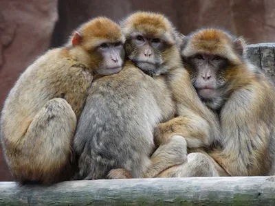 Фото обезьян с названиями