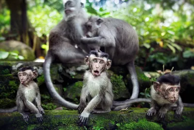 Планета обезьян: Королевство» – вышел первый трейлер продолжения  двухмиллиардной франшизы
