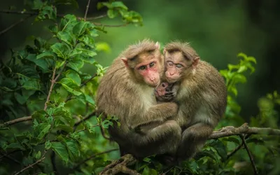 Cloned rhesus monkey lives to adulthood for first time