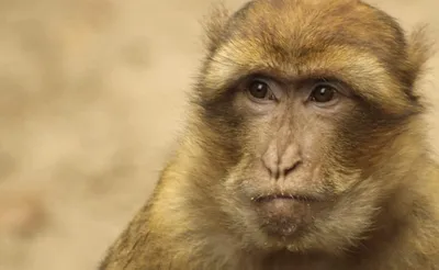 Monkey visual attention does not fall into the uncanny valley | Scientific  Reports