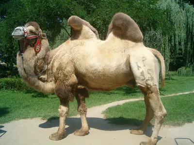 Двугорбый верблюд фото