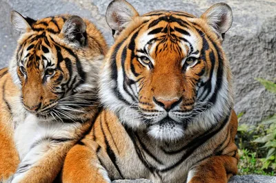 Портрет Двух Тигров — стоковые фотографии и другие картинки Вертикальный -  Вертикальный, Два животных, Животные в дикой природе - iStock